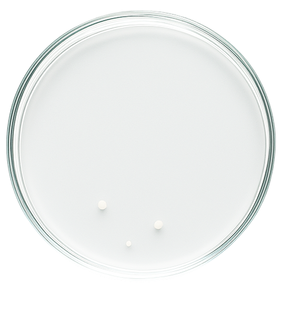 Clean petri dish showing peppermint sheets eliminate bacteria